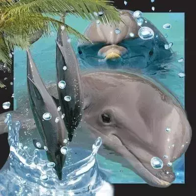 Pocztówka 3D Delfin - Worth Keeping