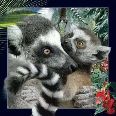 Pocztówka 3D Lemur - Worth Keeping