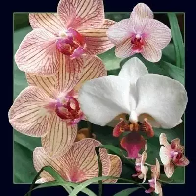Pocztówka 3D Orchidea - Worth Keeping