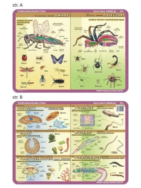 Podkładka edu. 052 - Anatomia: owady, pajęczaki.. - Visual System