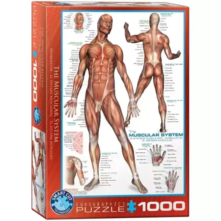 Puzzle 1000 The Muscular System 6000-2015 - Eurographics