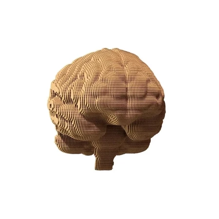 Puzzle 3D kartonowe - Mózg - Cartonic