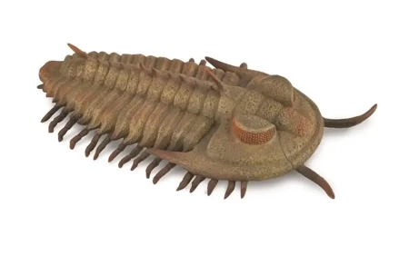 Redlichia Rex Trilobite - Collecta