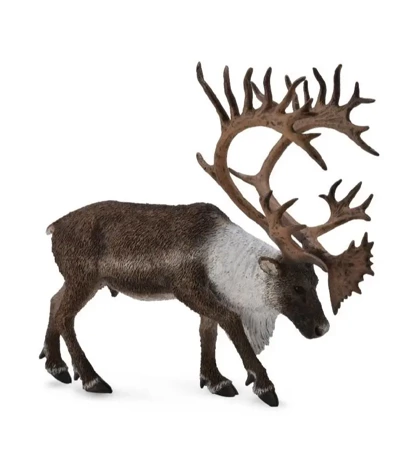 Renifer Woodland Caribou - Collecta