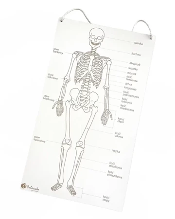Szkielet człowieka tablica edukacyjna - Colorado