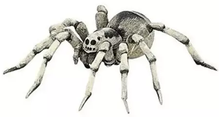 Tarantula - PAPO