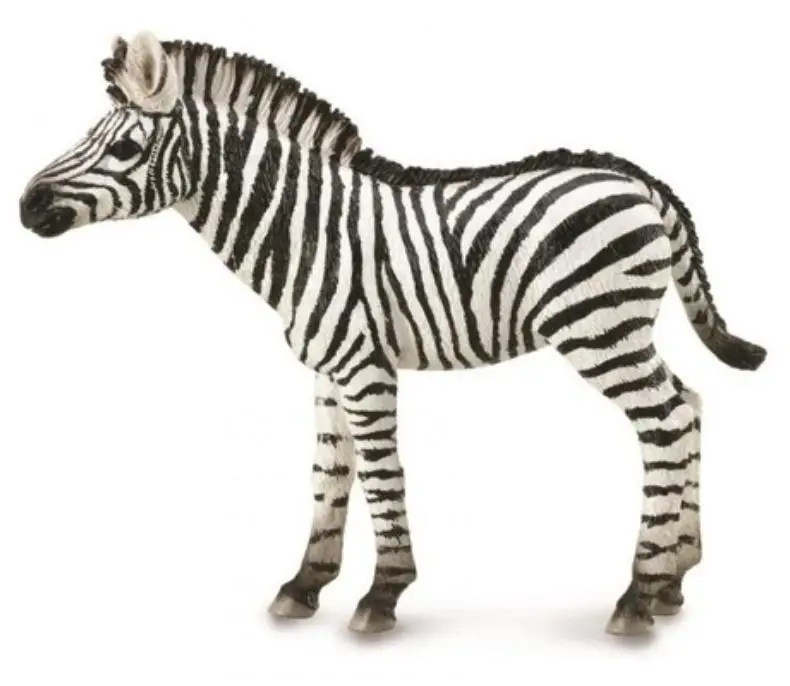 Zebra Foal - Collecta