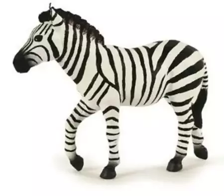 Zebra samiec - PAPO